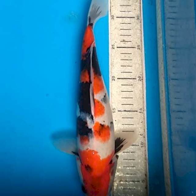 Showa 31cm