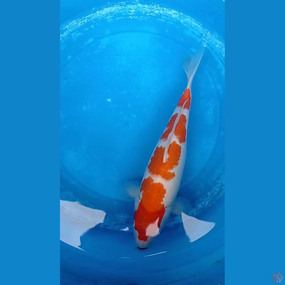 kohaku AKF