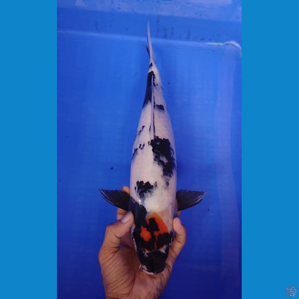 tancho showa size : 38cm