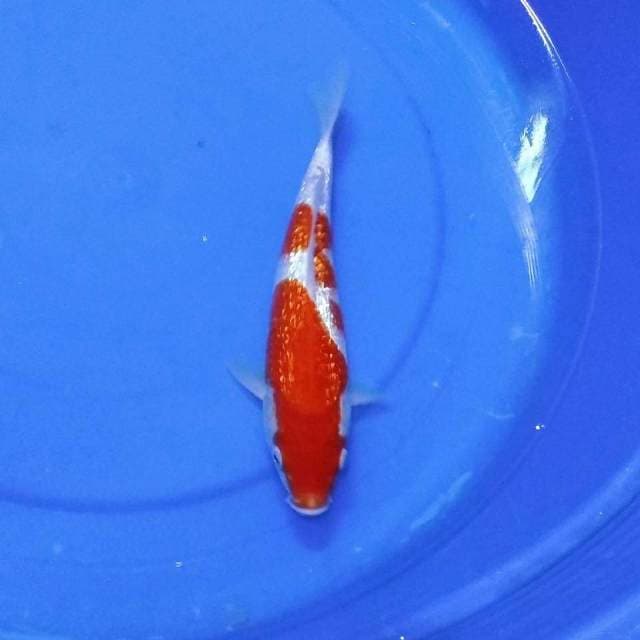 Ginrin kohaku f1