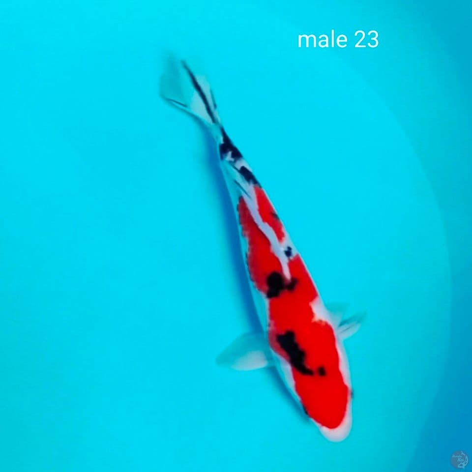 sq male 23cm