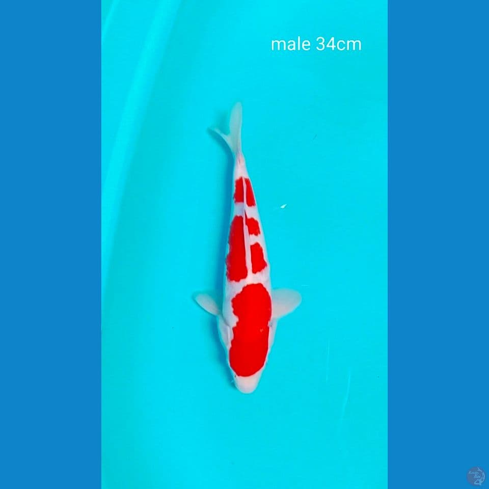 sq kohaku male 34cm