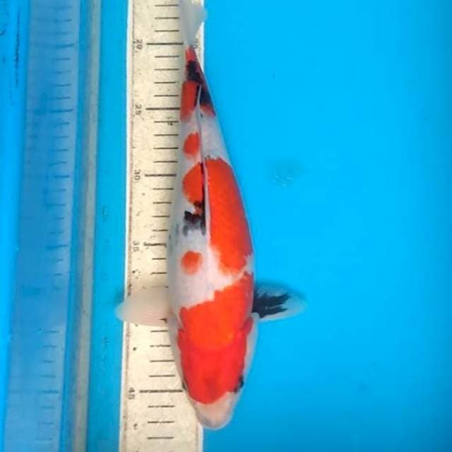 Showa 31cm