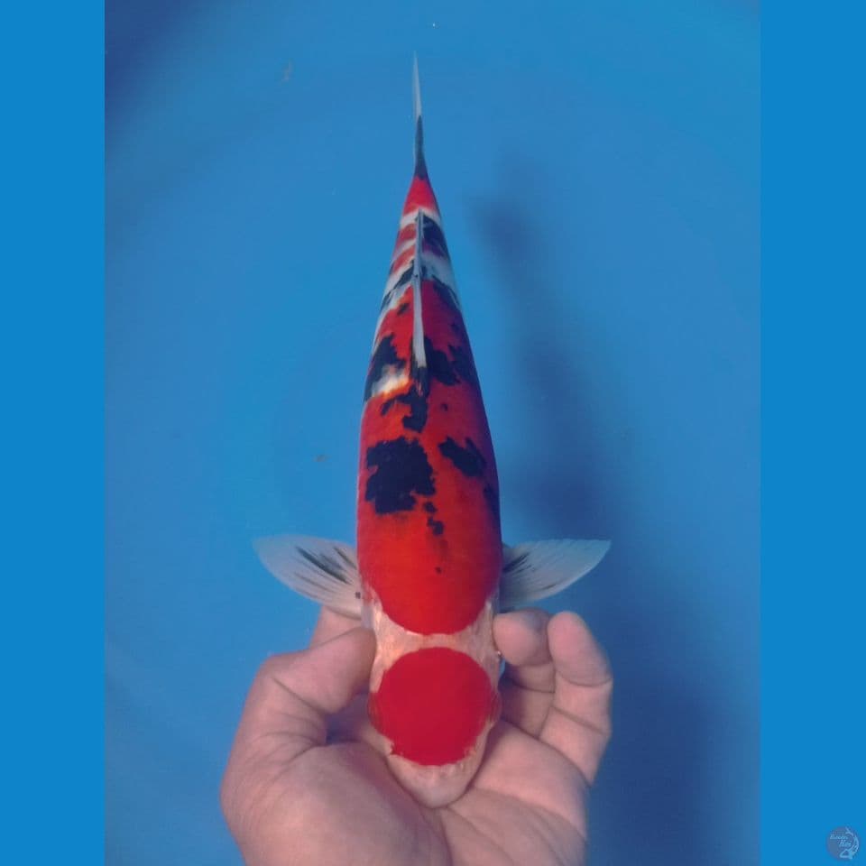 MARUTEN 33CM