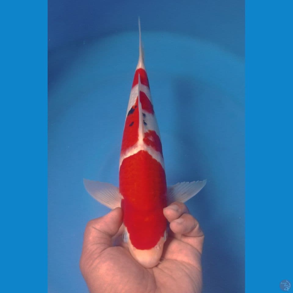 SANKE 36CM