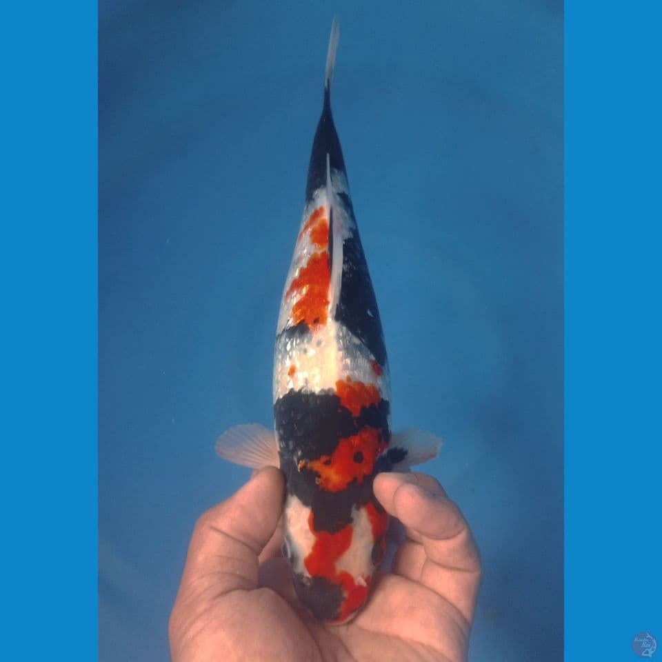 GINRIN 30CM