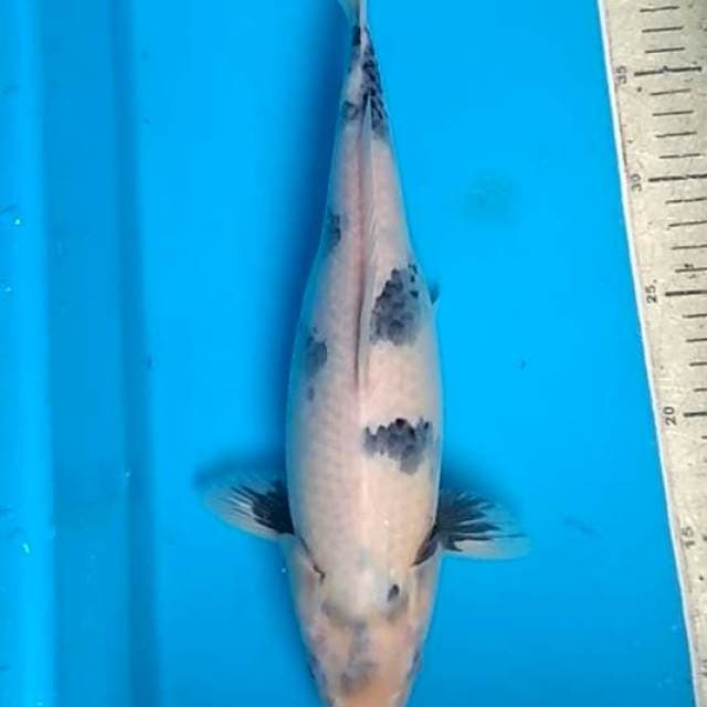 Shoro 34cm