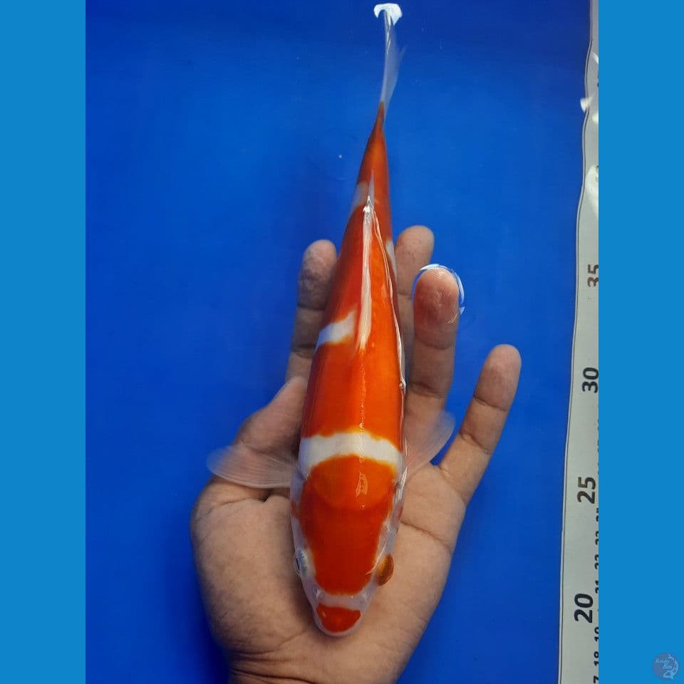 kohaku doitsu 25cm