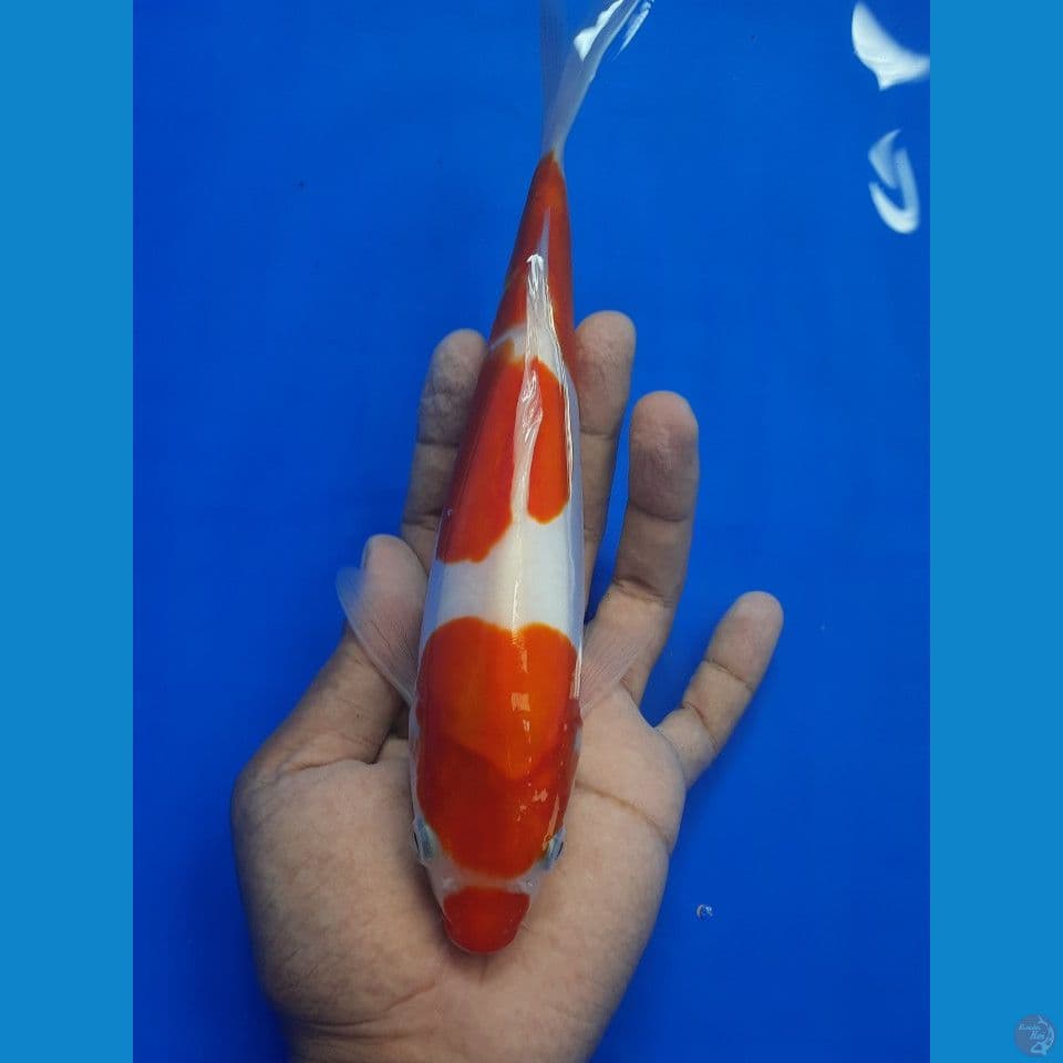 kohaku doitsu 24cm