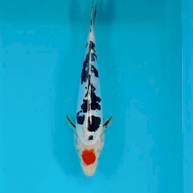 Tancho sanke 31 cm