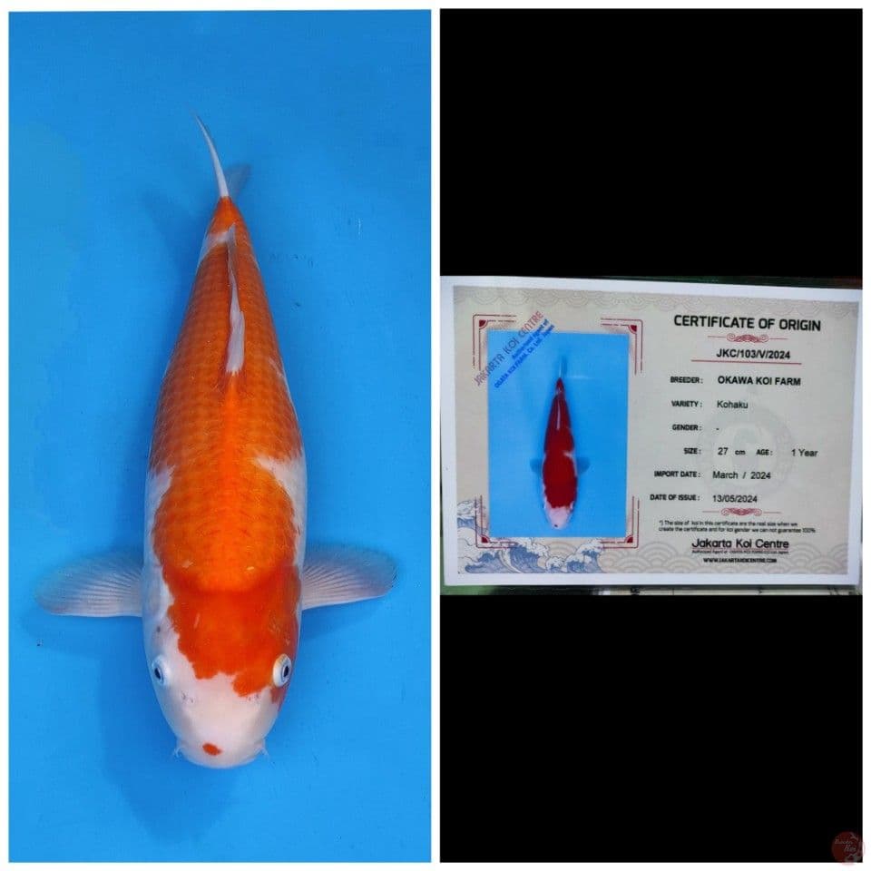 Okawa Kohaku