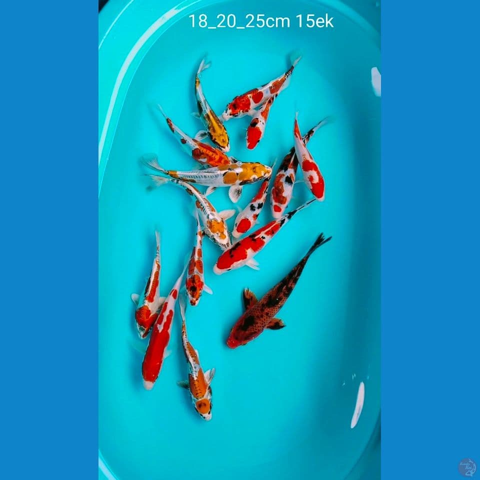 mantul 18_20_25cm 15ek