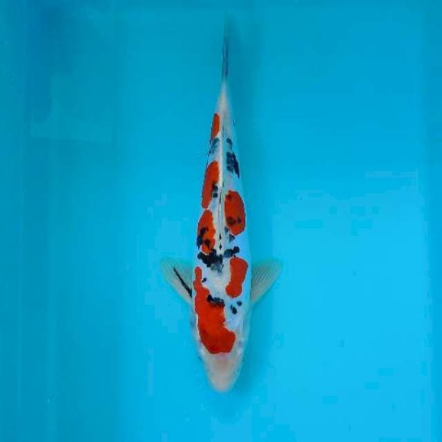 Sanke doitsu 30 cm