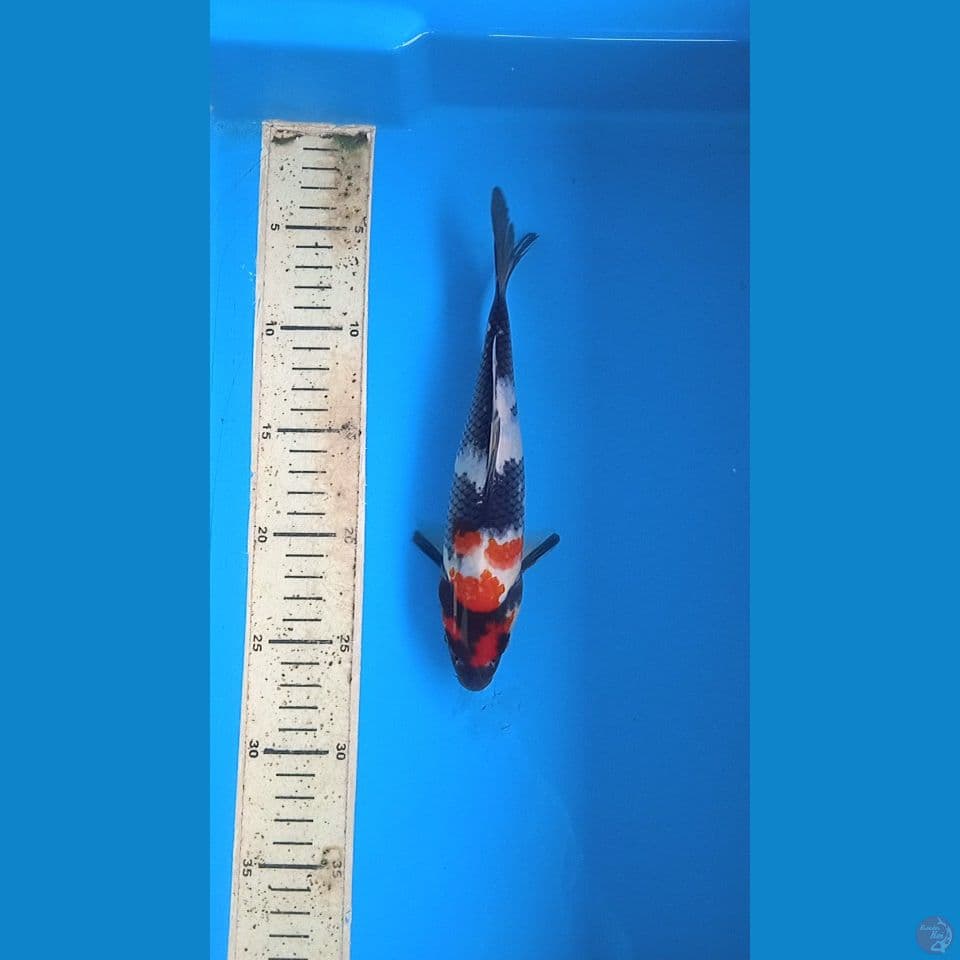 showa 22cm