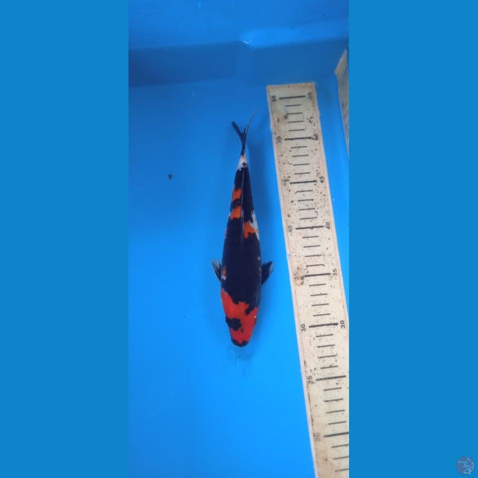showa 24cm