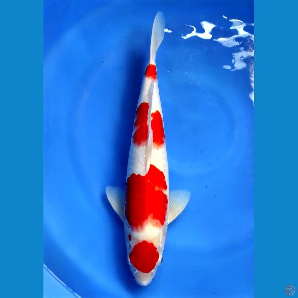 Original Maruten Kohaku 45cm | Male