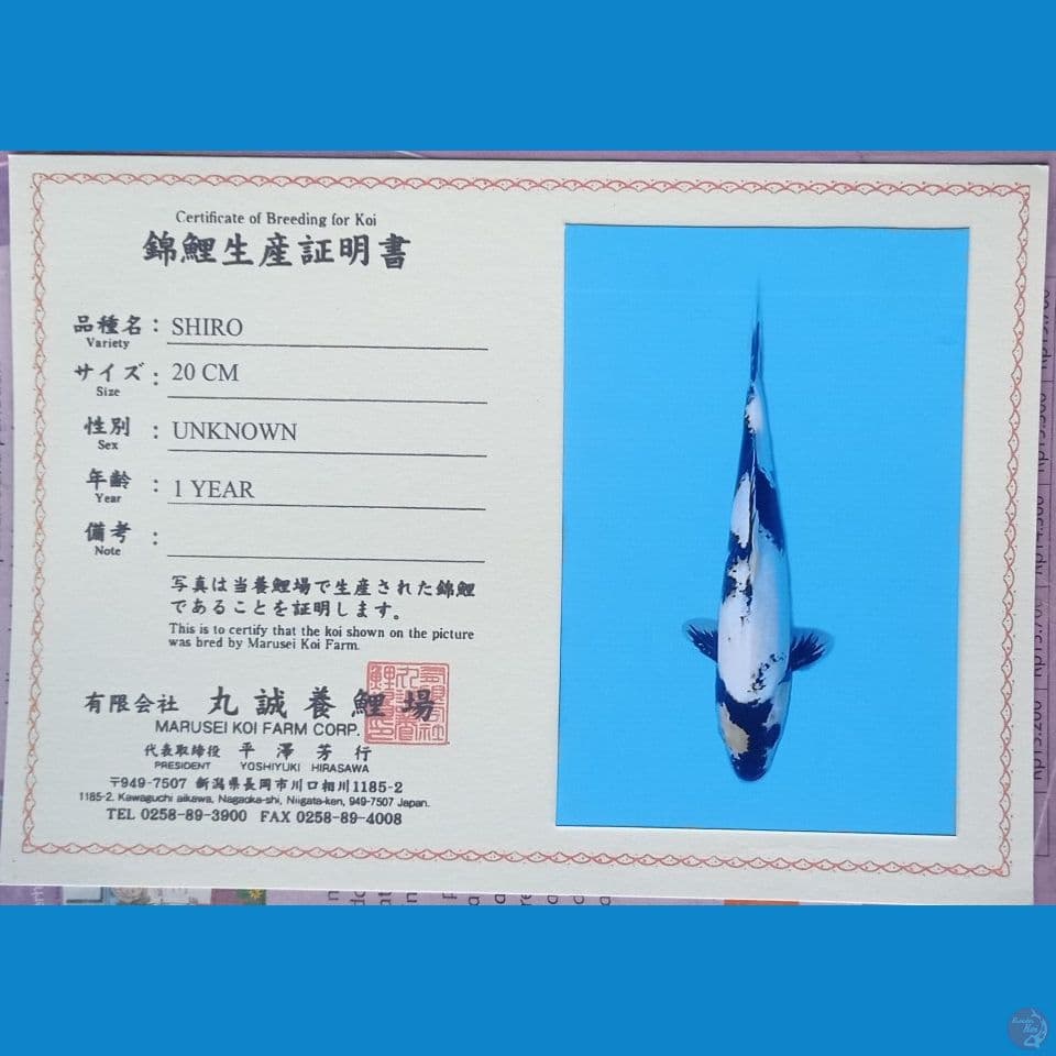 SHIRO Import