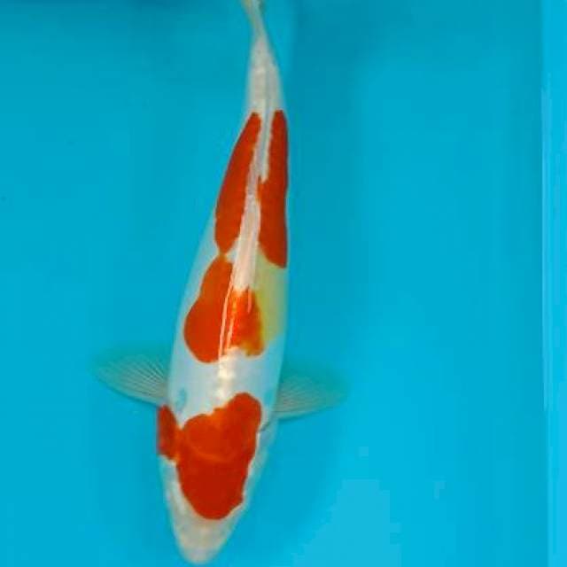 Kohaku 34 cm