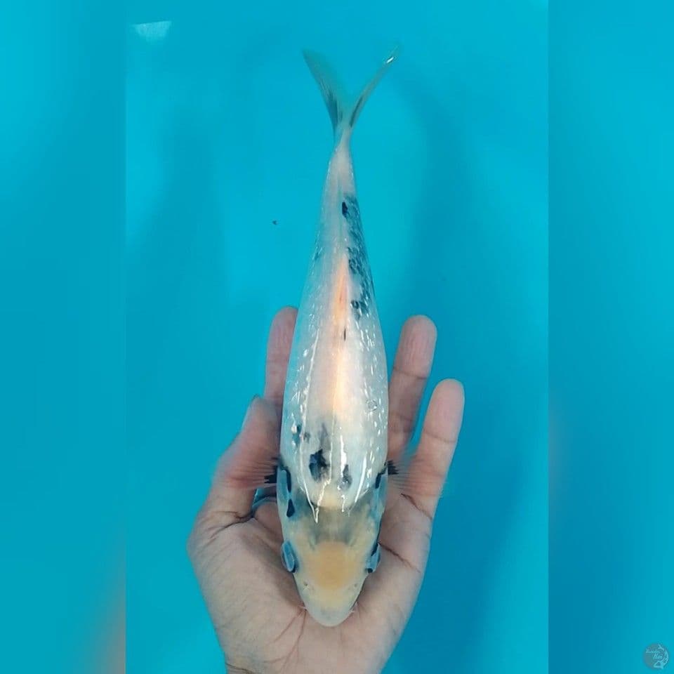 shiro ginrin size: 25cm.k
