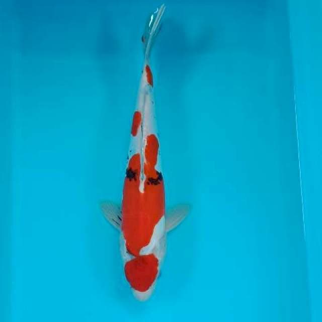 Sanke doitsu 32 cm