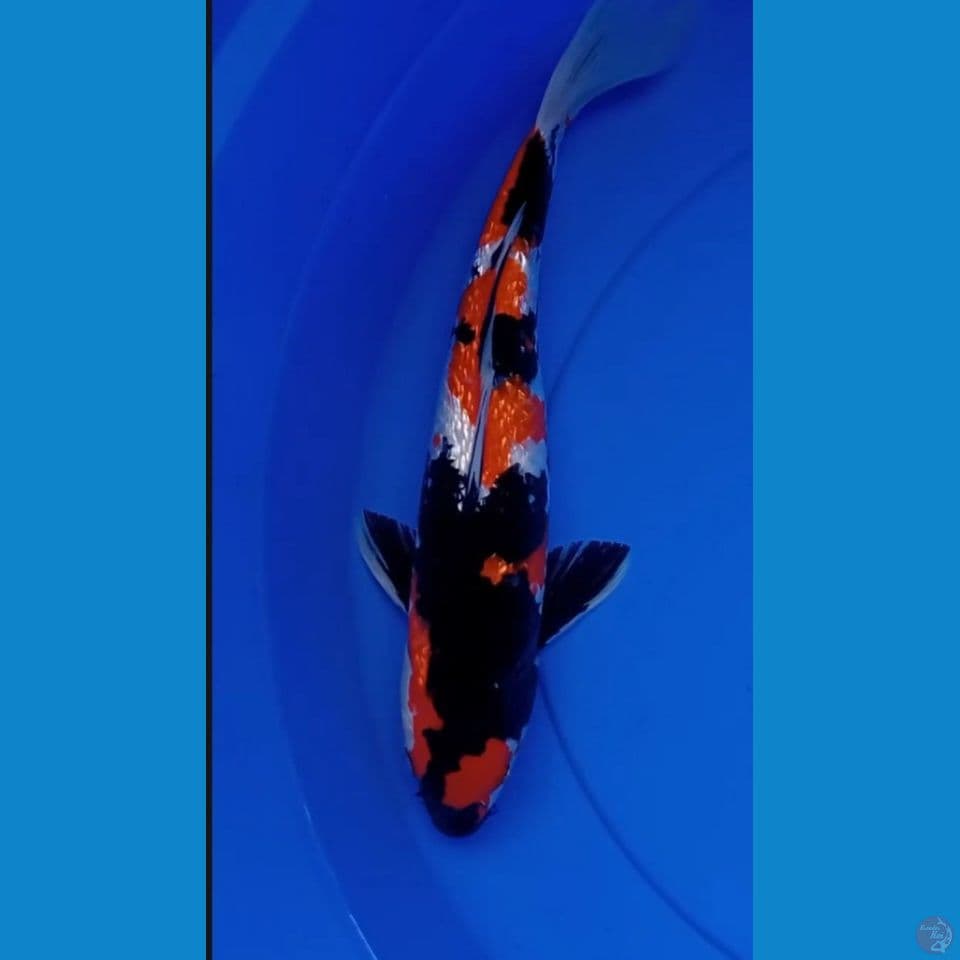 SHOWA GINRIN 34cm