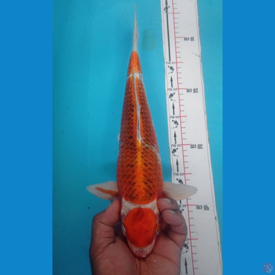 MARUTEN 37CM