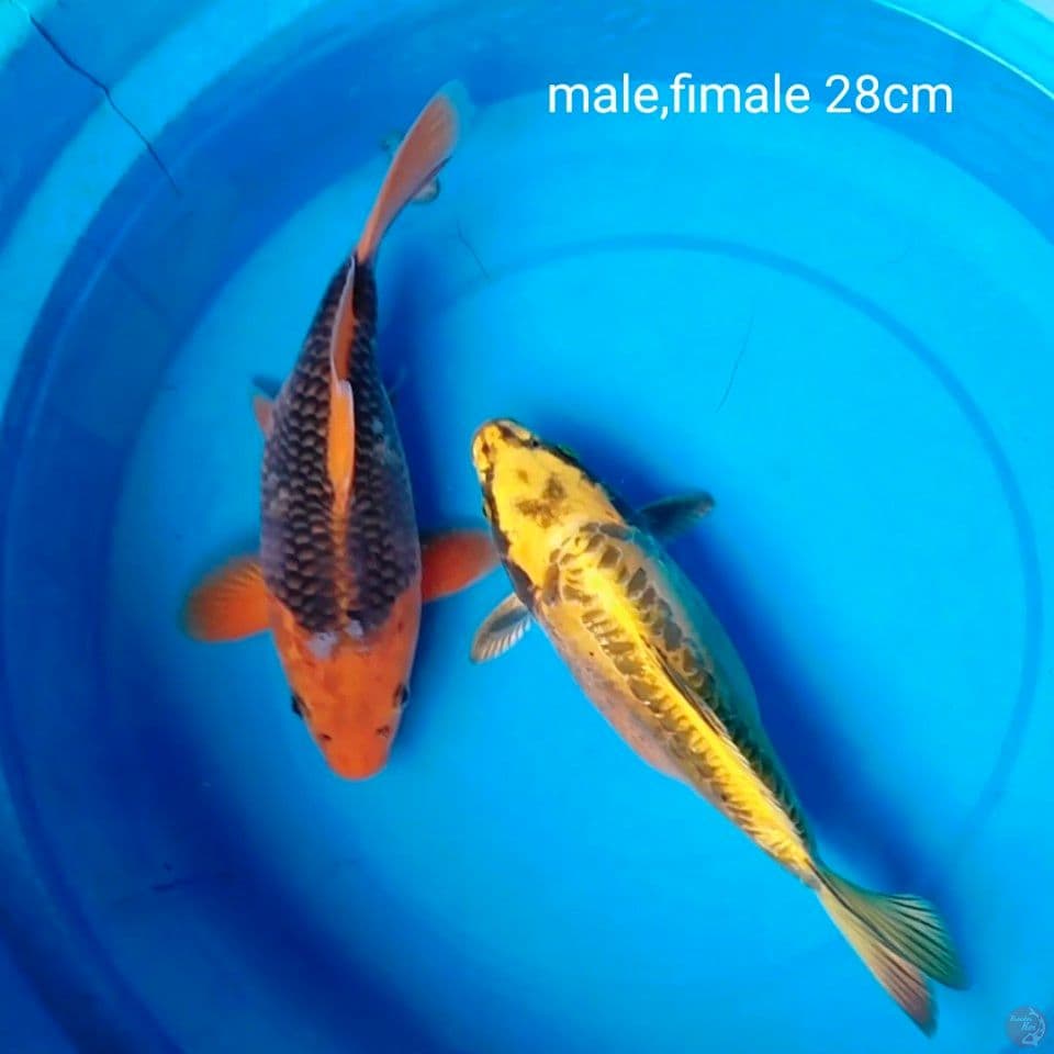 sb 28cm