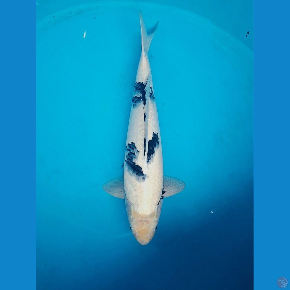 Fir show Shiro bekko 57cm Male