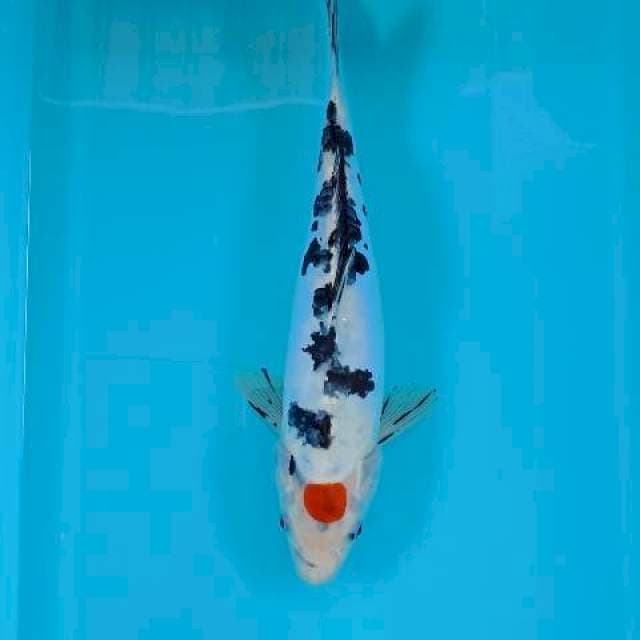Tancho sanke 31 cm