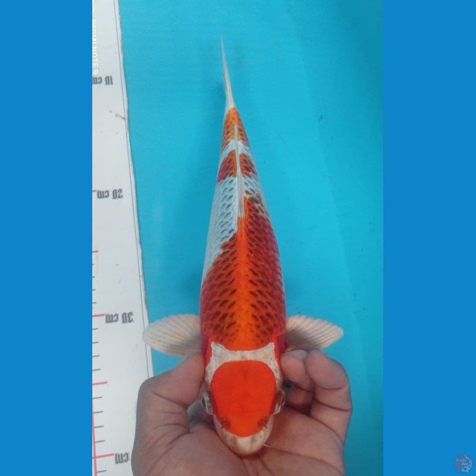 KUJAKU 34CM