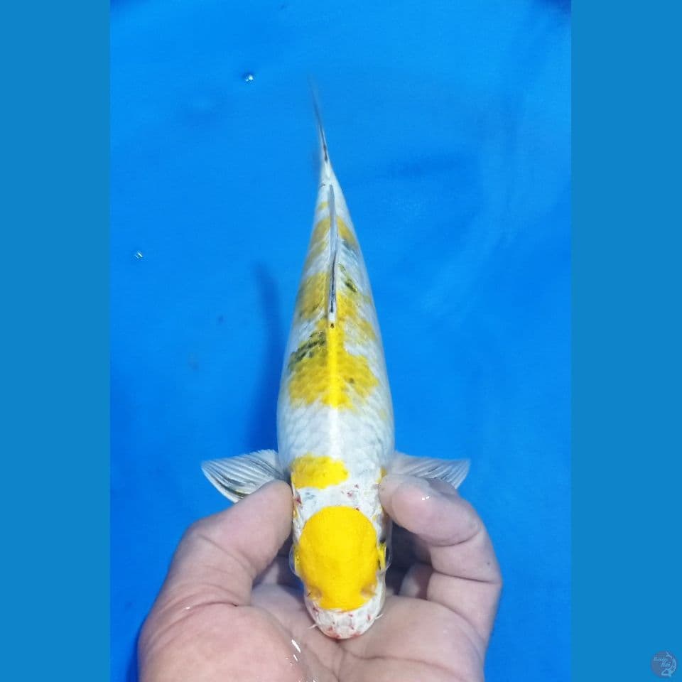 HIKARY 25CM