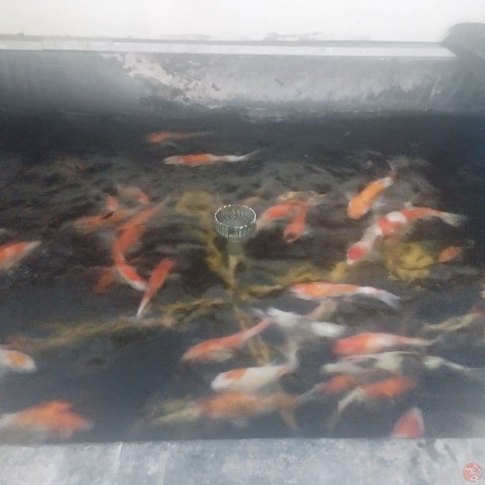 Jual perlengkapan Kolam Koi