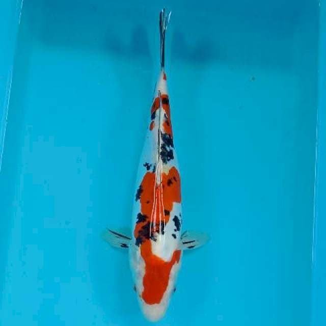 Sanke 32 cm