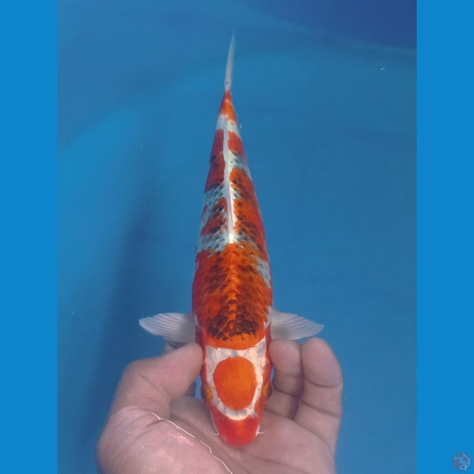 KUJAKU 27CM