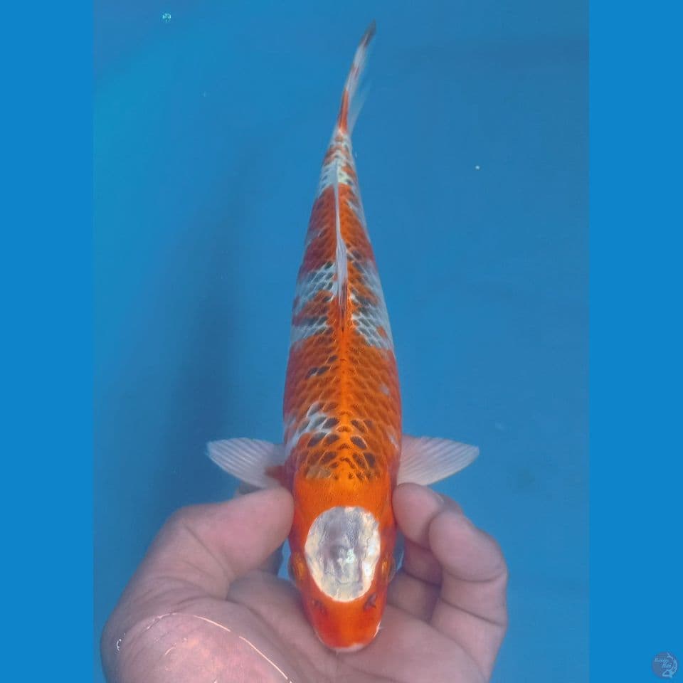 KUJAKU 28CM