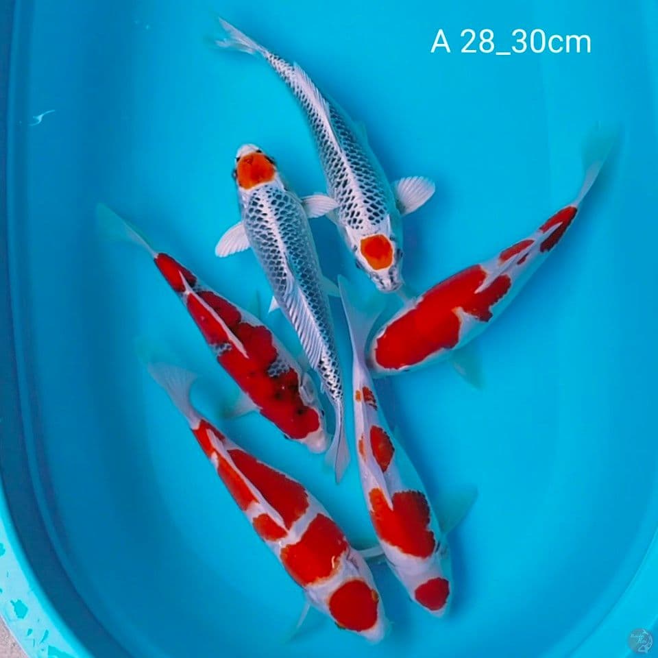 cimik 28_30cm