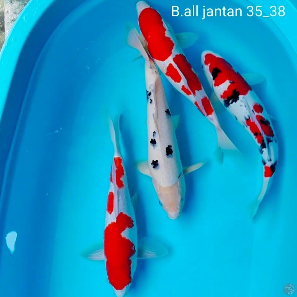 all jantan 35_38cm