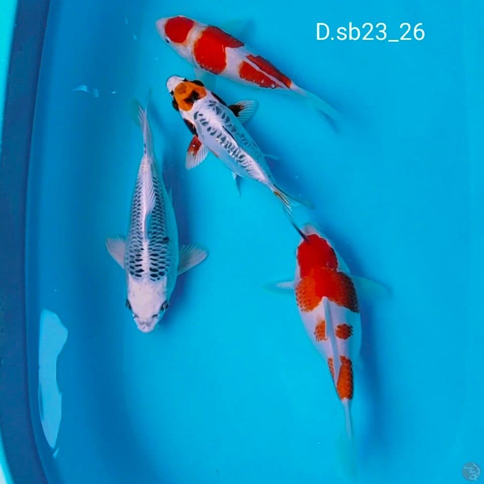 SB 23_26cm