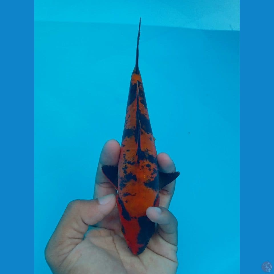 DOITSU UTSURI 19CM