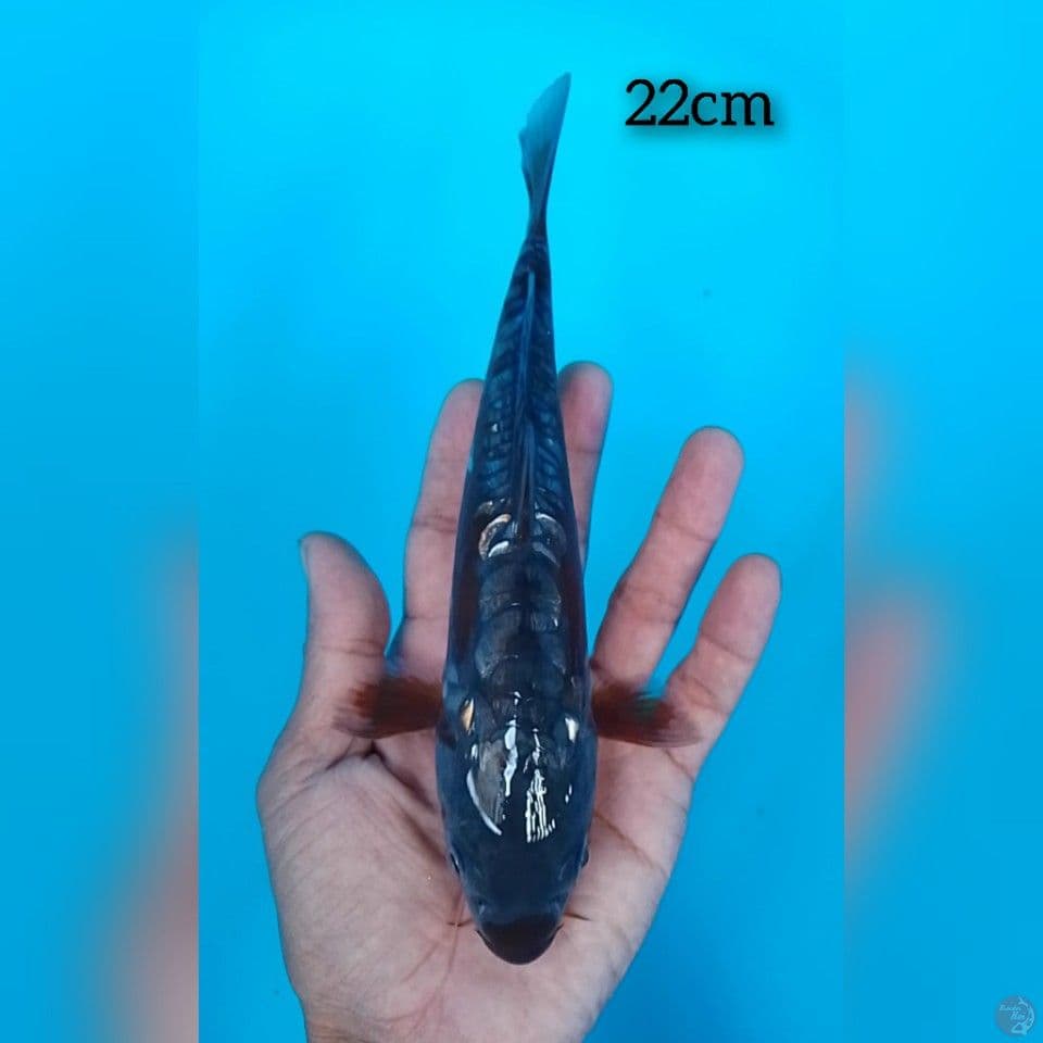 doitsu aragoke size : 22cm