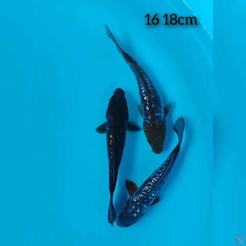 doitsu aragoke size : 16 18cm