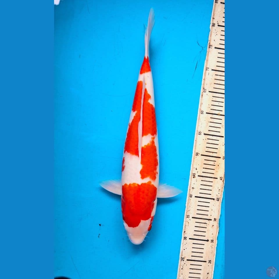 Kohaku 49cm Male