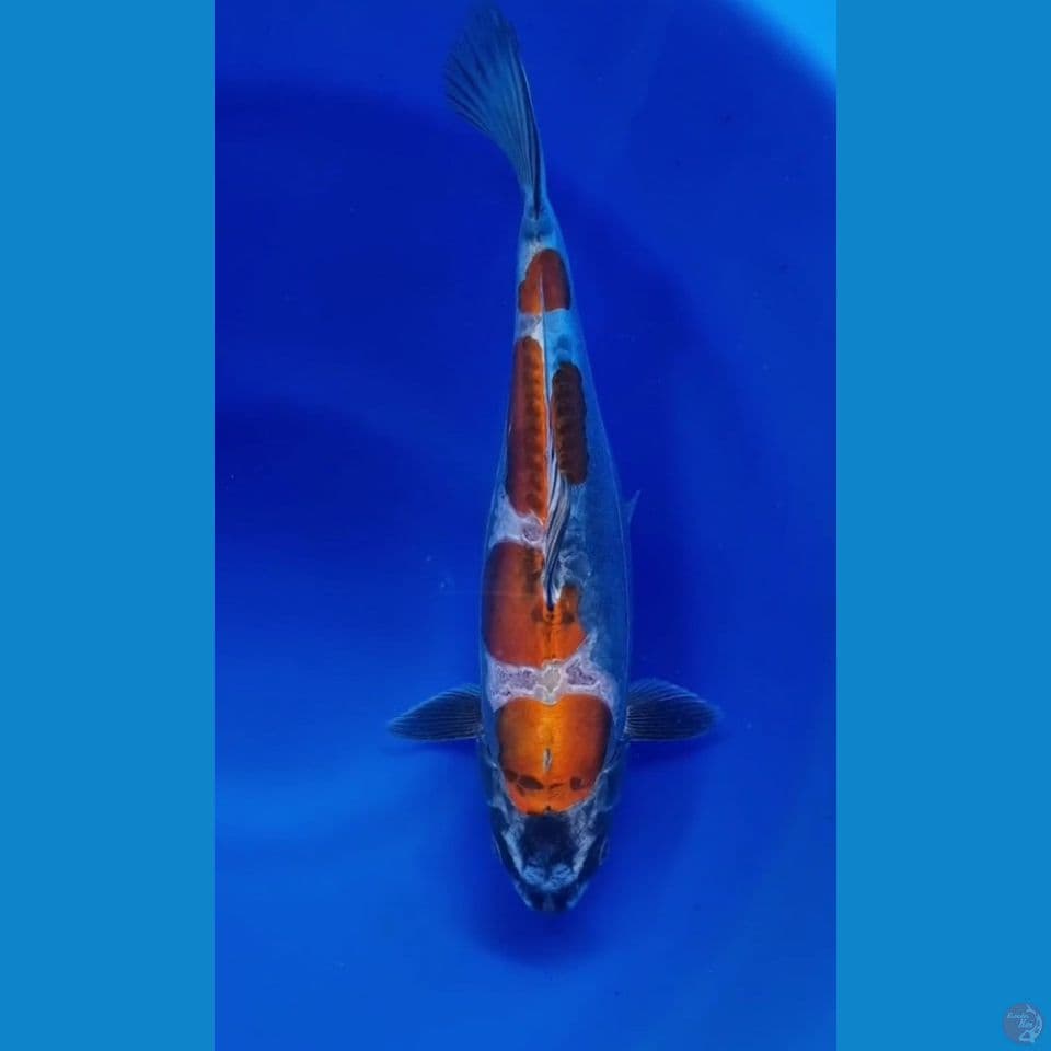 Kiko 34cm cutt kering