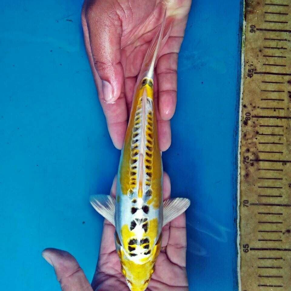 Hariwake