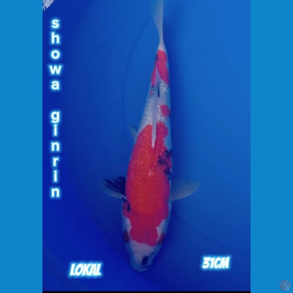 SHOWA GINRIN 31cm
