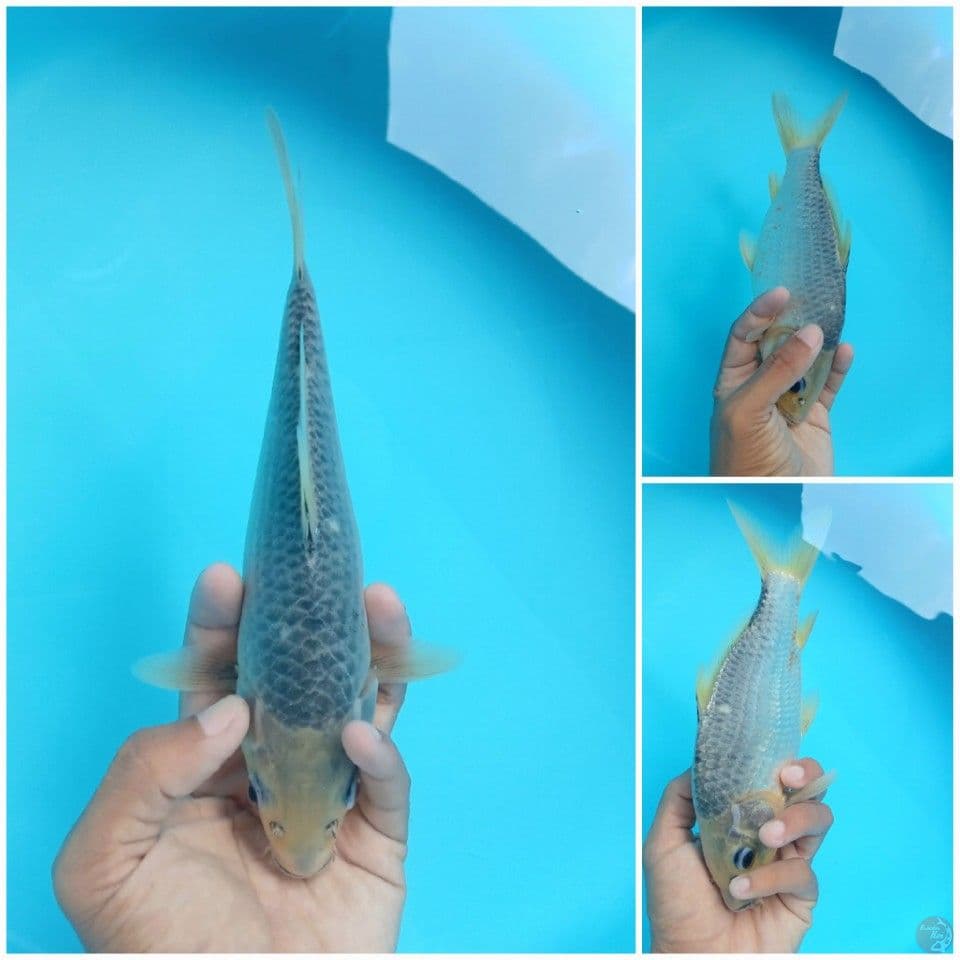 ASAGI 24CM