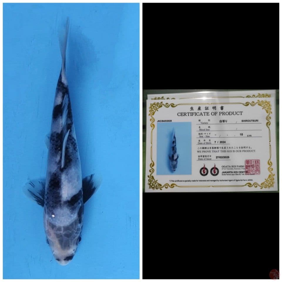 Ogata Shiro