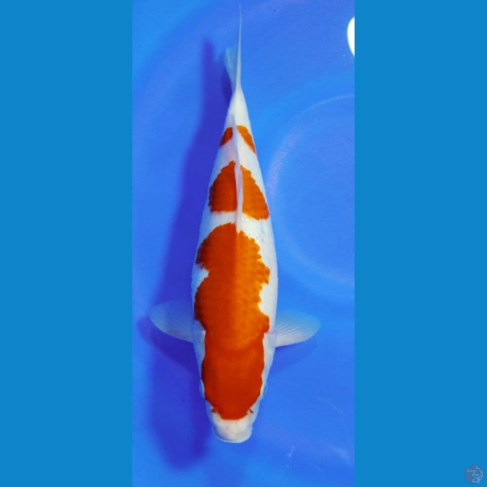 KOHAKU STEP 3 33 CM