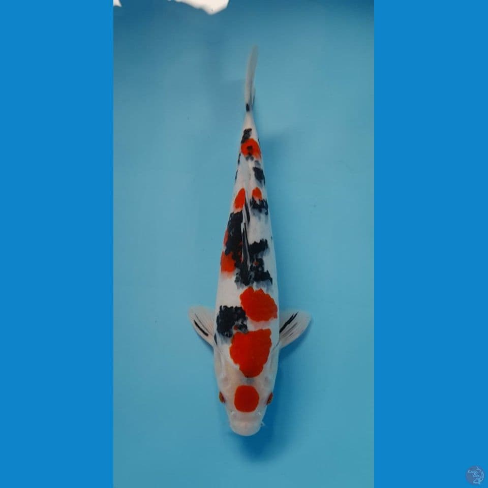 sanke male 36 cm