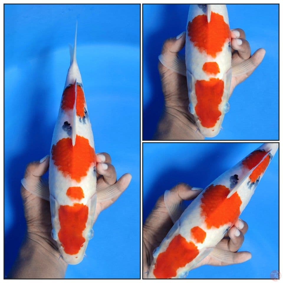 TAISHO SANKE 32CM